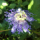 Passion flower