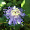 Passion flower