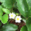 Wild Strawberry