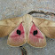 Syssphinx Molina