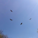 Turkey vultures