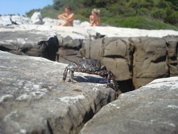 Spotting Image 1