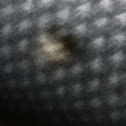 House fly