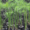Cyperus papyrus