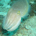 Broadclub Cuttlefish