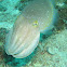 Broadclub Cuttlefish