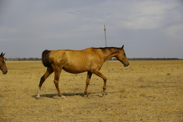 _IGP0659.JPG