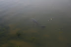 Monster of the Lake