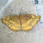 Common Castor