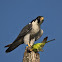 The Peregrine Falcon