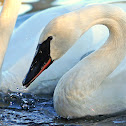 Trumpeter Swan