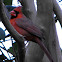 Northern Cardinal