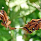 Actinote sp. (Heliconiinae) butterfly caterpillars