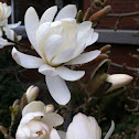Star Magnolia