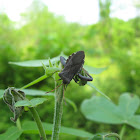 Helmeted Squash Bug