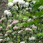 Mountain Laurel