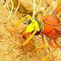 Western Paper Wasp