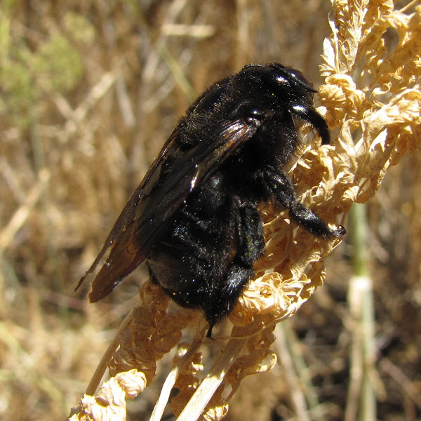 California Carpenter Bee Project Noah