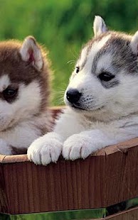 How to install Siberian Husky Wallpaper 2015 1.0 apk for android