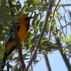 Altamira Oriole (Bolsero de Altamira)