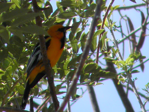 Spotting Image 1
