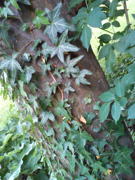Spotting Image 1