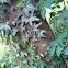 Efeu (Ivy)