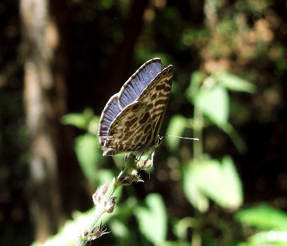 Spotting Image 1