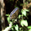 Zebra Blue