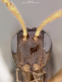 ensign wasp head