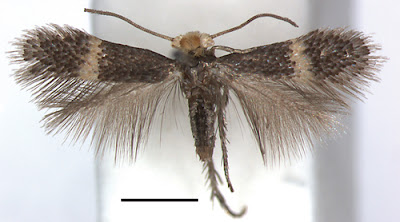 pinned micromoth