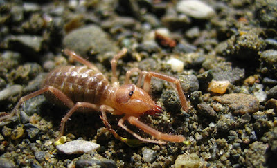sunspider walking on sand