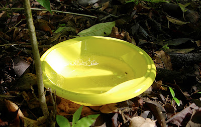 yellow pan trap on forest floor