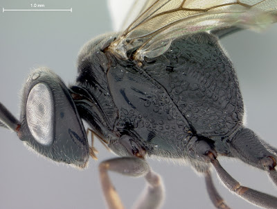 lateral habitus view of Micrevania wasp