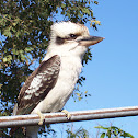 Laughing Kookaburra