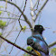 Black-headed Trogon (espanol: Trogón)