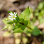 Common Chickweed