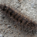 Catterpillar