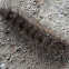 Catterpillar