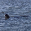 North American river otter