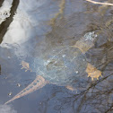 Common Snapping Turtle