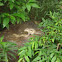 Indian Palm Squirrel