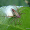 Common Lynx Spider
