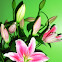 Stargazer Lily