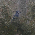 Blue Jay