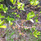 Bay berry