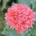 Oriental Poppy
