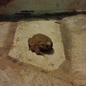 European toad