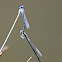 Damselfly
