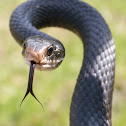 Southern black racer